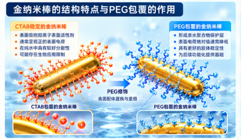 PEG包覆对金纳米棒表面电荷及分散性的影响：从CTAB界面置换到胶体稳定性的调控机制配图