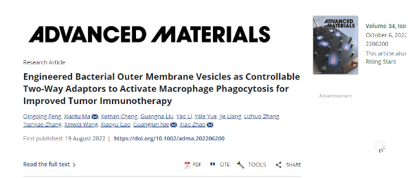 Engineered Bacterial Outer Membrane Vesicles as Controllable Two-Way Adaptors to Activate Macrophage Phagocytosis for Improved Tumor Immunotherapy