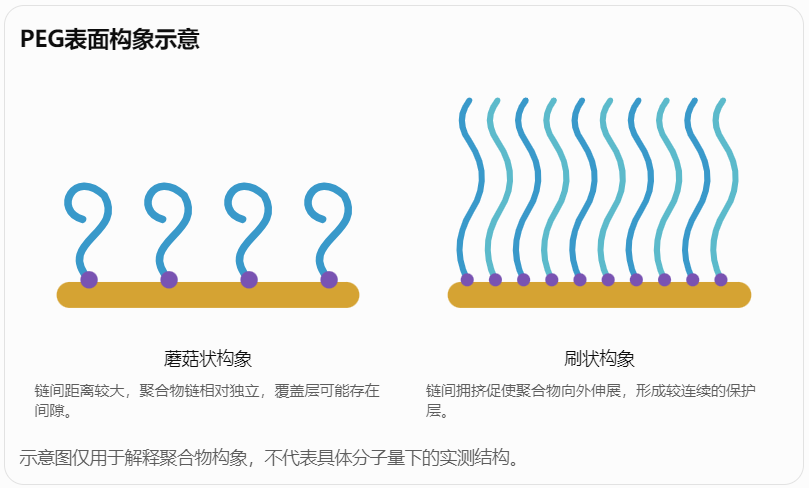PEG表面构象示意