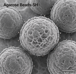 巯基修饰琼脂糖微球，Agarose beads-SH R-999854