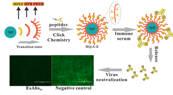Magnetic Multiarm Scaffold for the One-Step Purification of Epitope-Specific Neutralizing Antibodies 配图