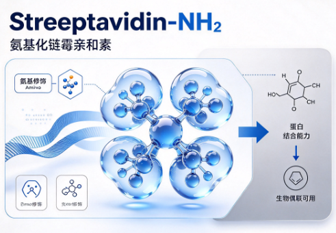 Streptavidin-NH2，氨基化链霉亲和素 R-468710
