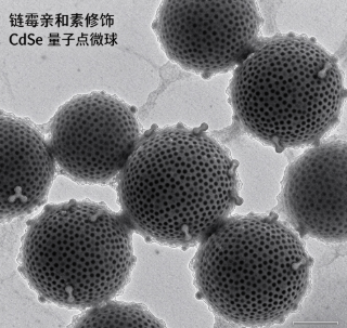 链霉亲和素修饰CdSe量子点微球，SA-CdSe QD MS R-442474