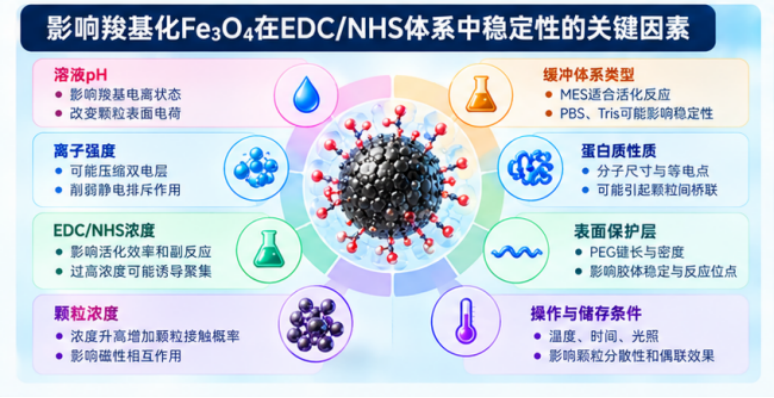影响羧基化Fe3O4在EDC/NHS体系中稳定性的关键因素