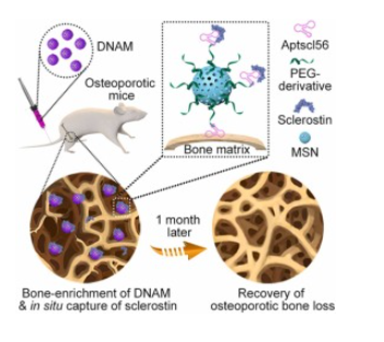 Aptamer-immobilized bone-targeting nanoparticles in situ reduce sclerostin for osteoporosis treatment
