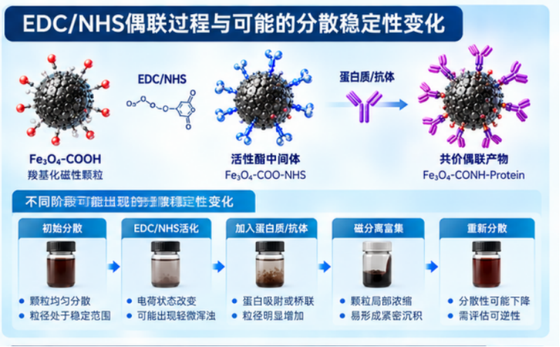EDC/NHS偶联过程与可能的分散稳定性变化