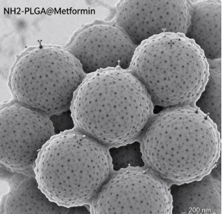 氨基化聚乳酸羟基乙酸共聚物微球包载二甲双胍，NH2-PLGA Microspheres @Metformin