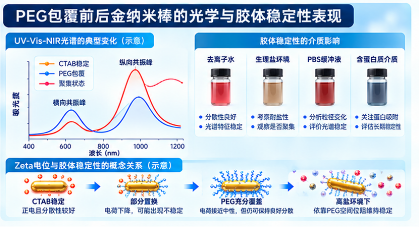 PEG包覆前后金纳米棒的光学与胶体稳定性表现