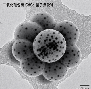 二氧化硅包裹CdSe量子点微球，SiO2@CdSe QD R-920495