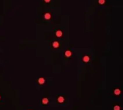 Cy3修饰二氧化硅微球，Cy3-SiO2微球 R-984198