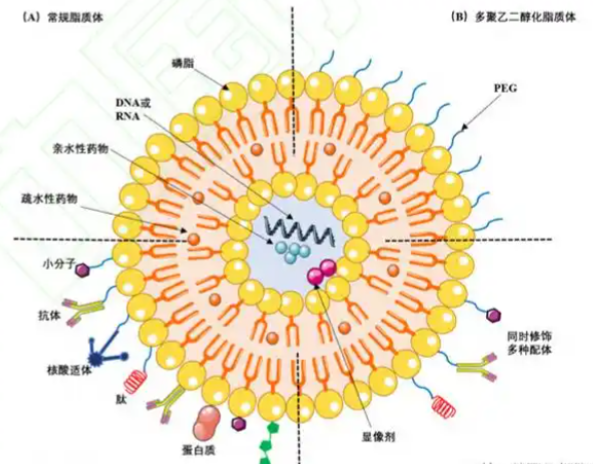 阿仑膦酸盐阴离子脂质体，Anionic Liposomes，ALN-Anionic Lip R-143203