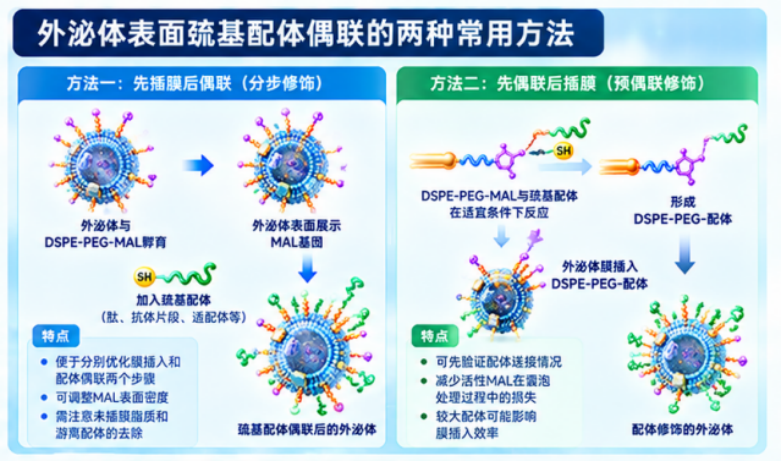 外泌体表面疏基配体偶联的两种常用方法