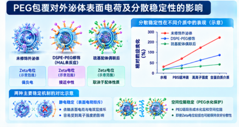PEG包覆对外泌体表面电荷及分散稳定性的影响