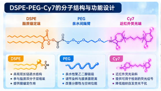瑞禧生物DSPE-PEG-Cy7用于脂质体近红外荧光标记的技术要点及应用研究配图