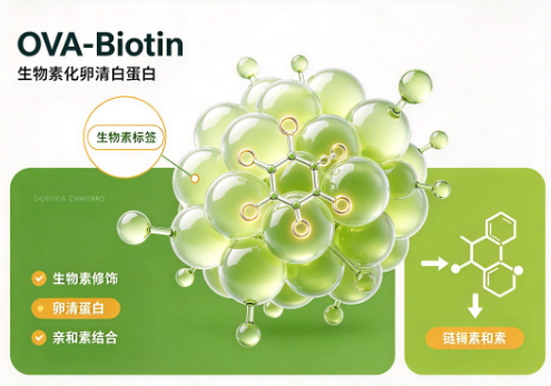OVA-Biotin，生物素化卵清白蛋白 R-106004