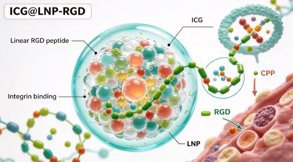 ICG@LNP-RGD，ICG标记的脂质纳米颗粒-线性RGD肽复合物 R-671511