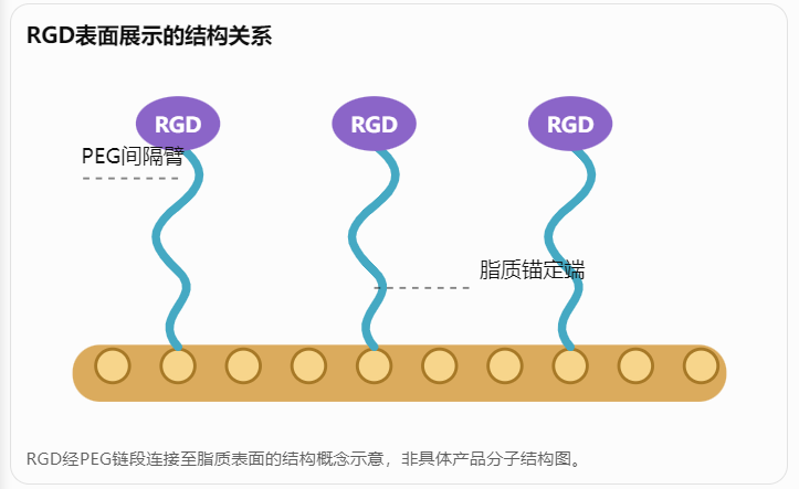 RGD表面展示的结构关系