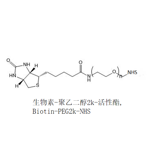 Biotin-PEG2k-NHS,生物素-聚乙二醇2k-活性酯 R-918004