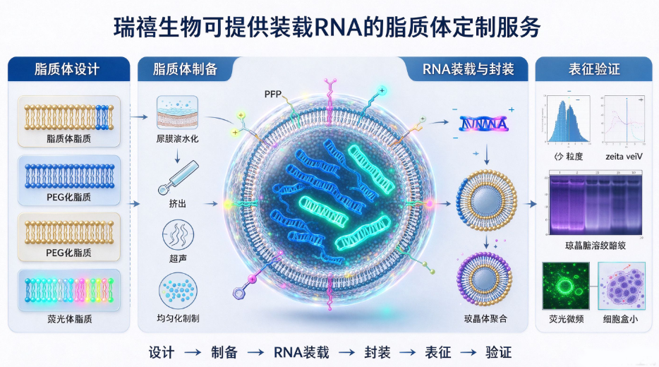 RNA装载脂质体定制，RNA递送脂质体方案介绍