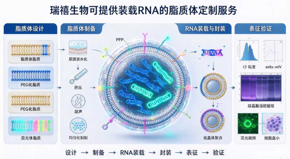 RNA装载脂质体定制