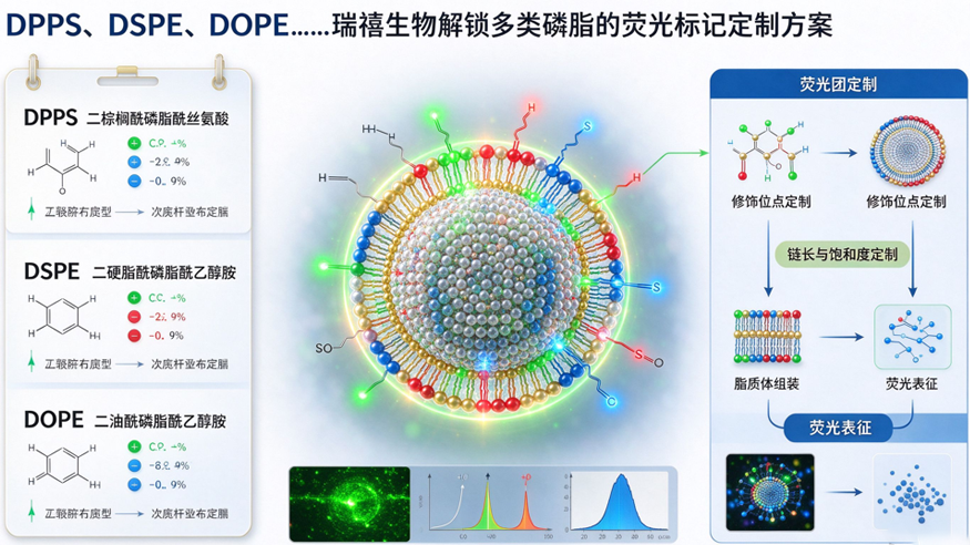 DPPS、DSPE、DOPE……瑞禧生物解锁多类磷脂的荧光标记定制方案