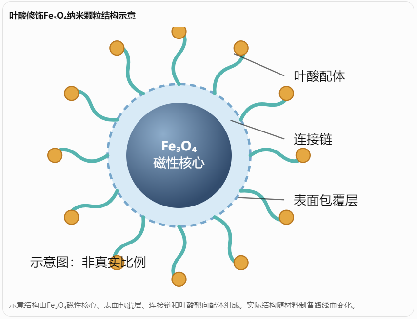 瑞禧生物｜叶酸修饰密度对Fe₃O₄纳米颗粒细胞摄取行为的影响：从受体识别到靶向递送效率优化配图