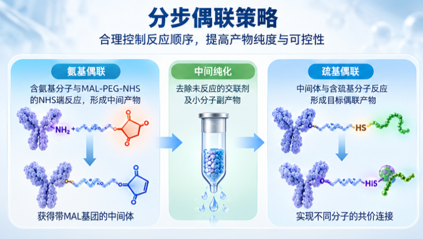 瑞禧生物 MAL-PEG-NHS 分步偶联策略