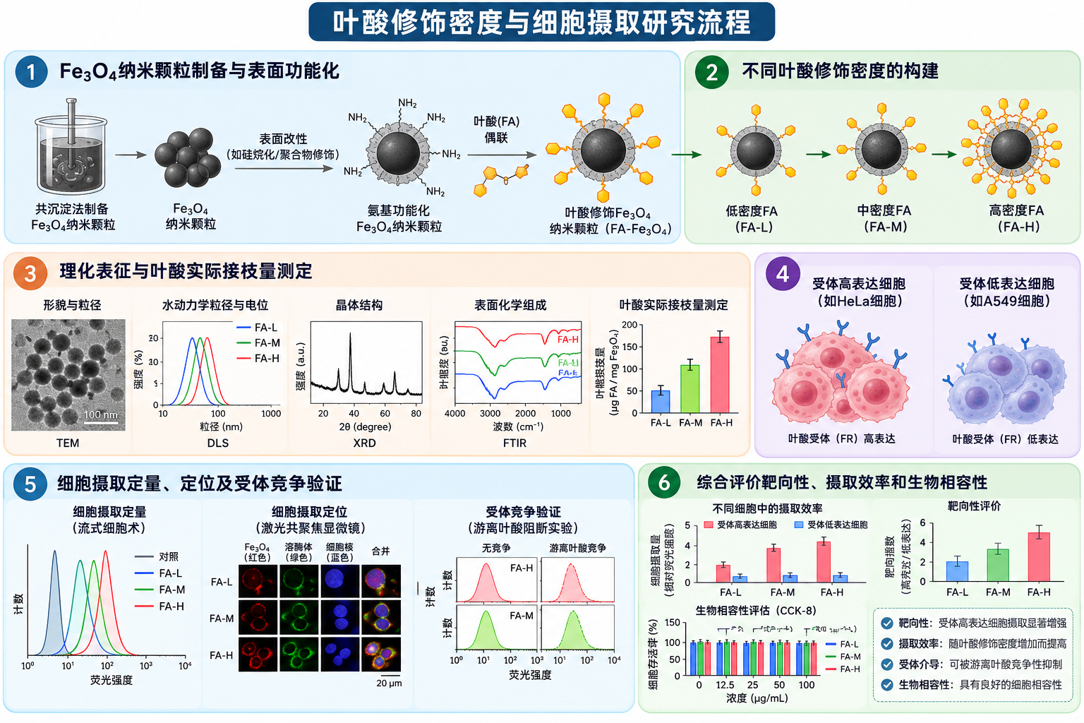 叶酸修饰密度与细胞摄取研究流程