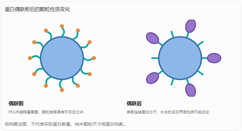 蛋白偶联前后的颗粒性质变化