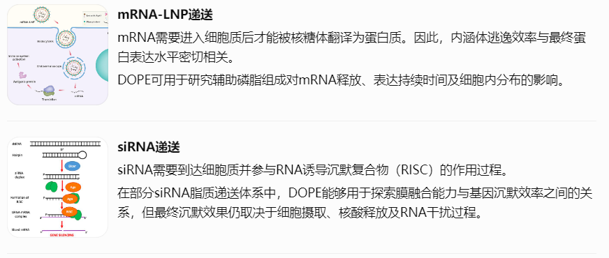 DOPE在不同核酸递送体系中的研究价值