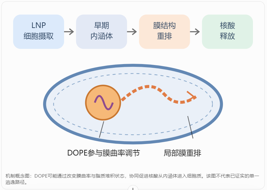LNP递送与DOPE作用环节示意