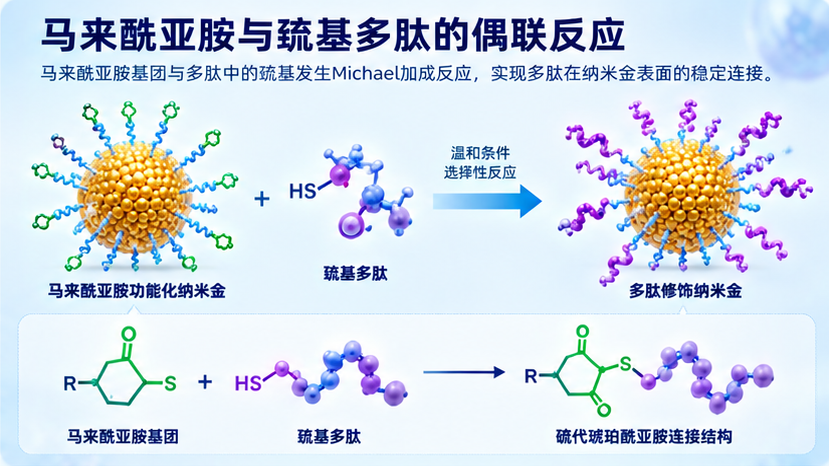 马来酰亚胺与硫基多肽的偶联反应