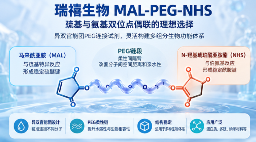 瑞禧生物MAL-PEG-NHS在巯基与氨基双位点偶联中的应用：反应原理、技术优势及生物材料构建策略配图