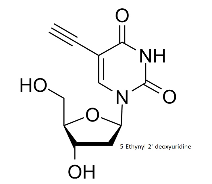 PROTAC 分子——5-Ethynyl-2'-deoxyuridine R-760842