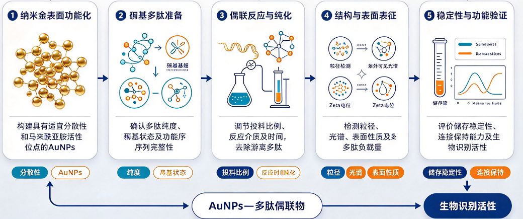 马来酰亚胺功能化纳米金的实验设计