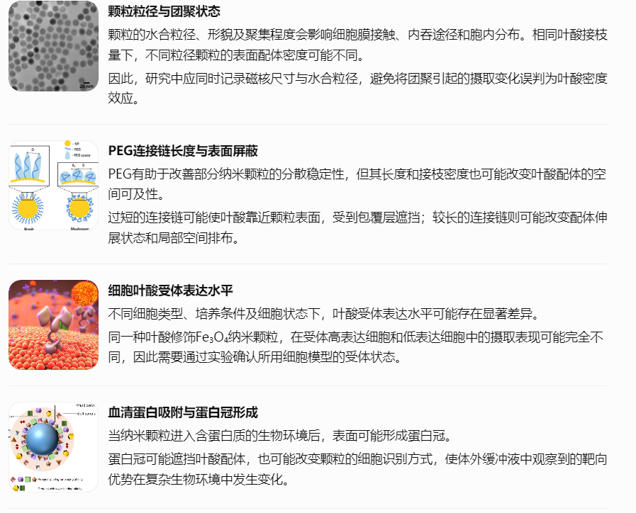 影响叶酸修饰Fe₃O₄细胞摄取的关键因素
