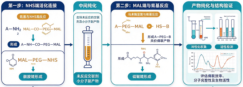 MAL-PEG-NHS双位点分步偶联工艺流程