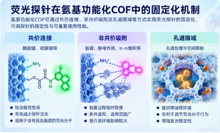 荧光探针在氨基功能化COF中的固定化机制