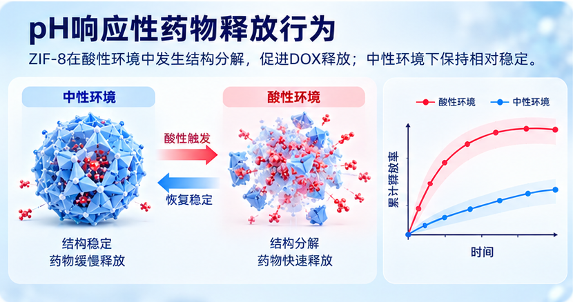 pH响应性药物释放行为