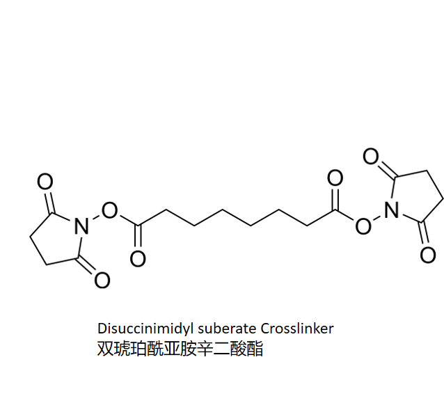Disuccinimidyl suberate Crosslinker 双琥珀酰亚胺辛二酸酯 R-189564