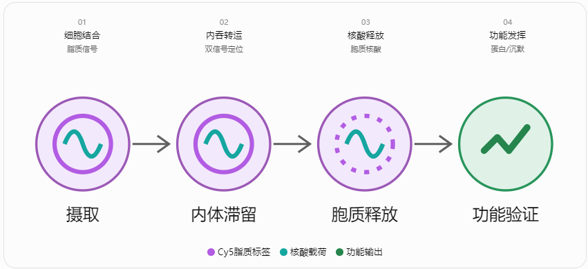 瑞禧生物DSPE-PEG-Cy5标记LNP时，如何区分脂质信号与核酸递送信号？配图