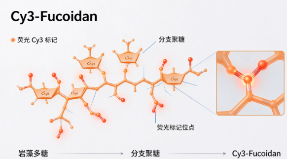 Cy3-Fucoidan，荧光染料Cy3标记岩藻多糖 R-340697