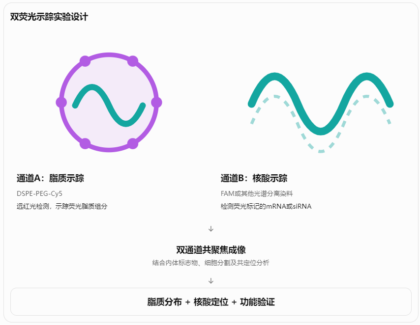 双荧光示踪实验设计