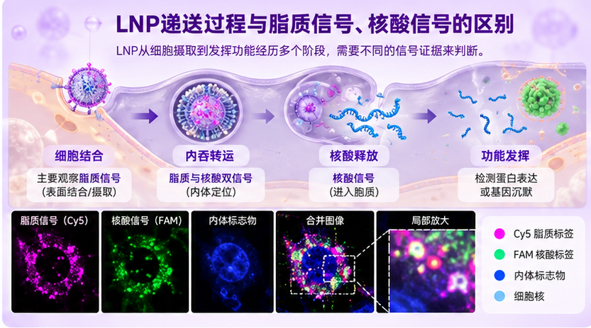 LNP递送过程与脂质信号.核酸信号的区别