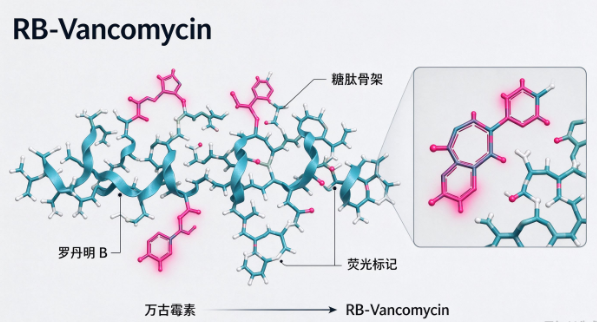 RB-Vancomycin，罗丹明B标记万古霉素 R-454304