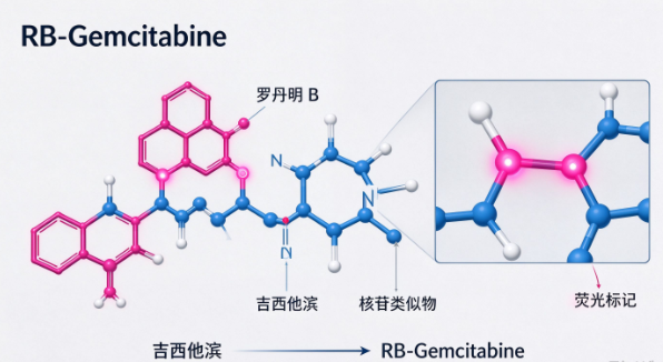 RB-Gemcitabine，罗丹明B标记吉西他滨 R-630292