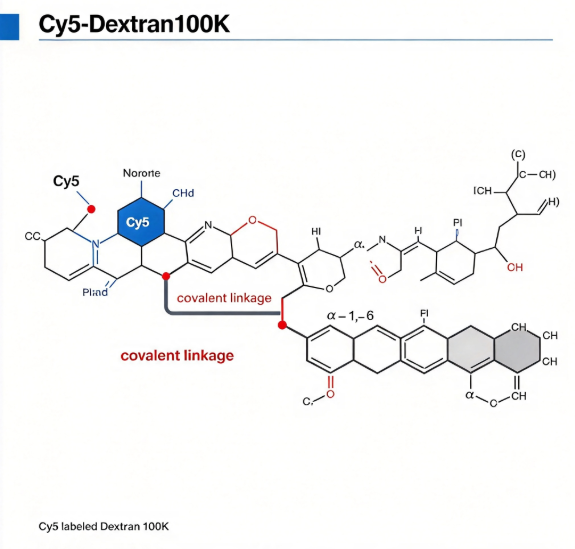Cy5-Dextran100K，荧光染料Cy5标记葡聚糖（100K） R-208299 产品图