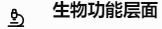 生物功能层面