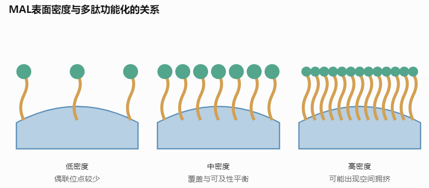MAL表面密度与多肽功能化的关系