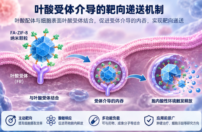叶酸受体介导的靶向递送机制